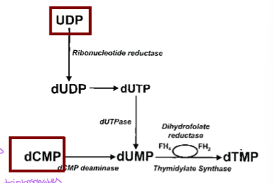 <p>UDP is converted in two steps - UDP to dUDP via ribonucleotide reductase and then to dUTP, and then dUTP to dUMP via dUTPase to remove the P</p>