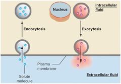 <p>The movement of molecules into the cell via vesicles, including pinocytosis, phagocytosis, and receptor-mediated endocytosis.</p>