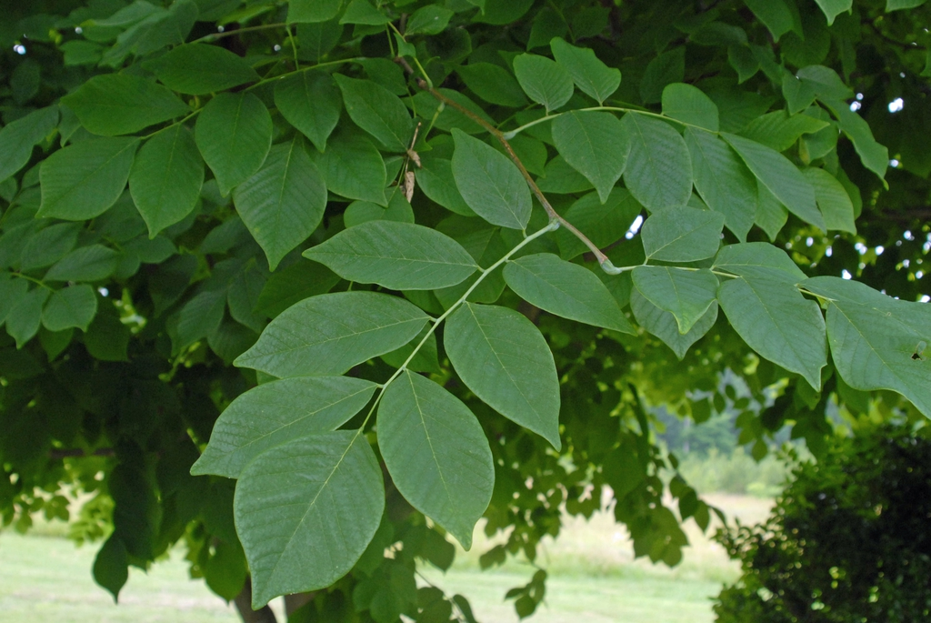 <p>smooth bark</p>
