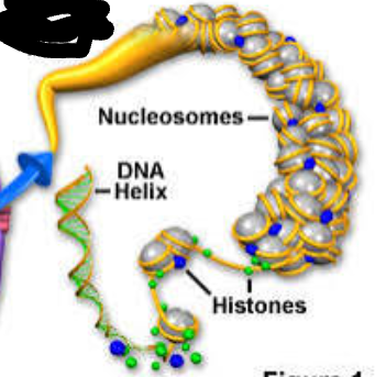 <p>This is the structure of what?</p>