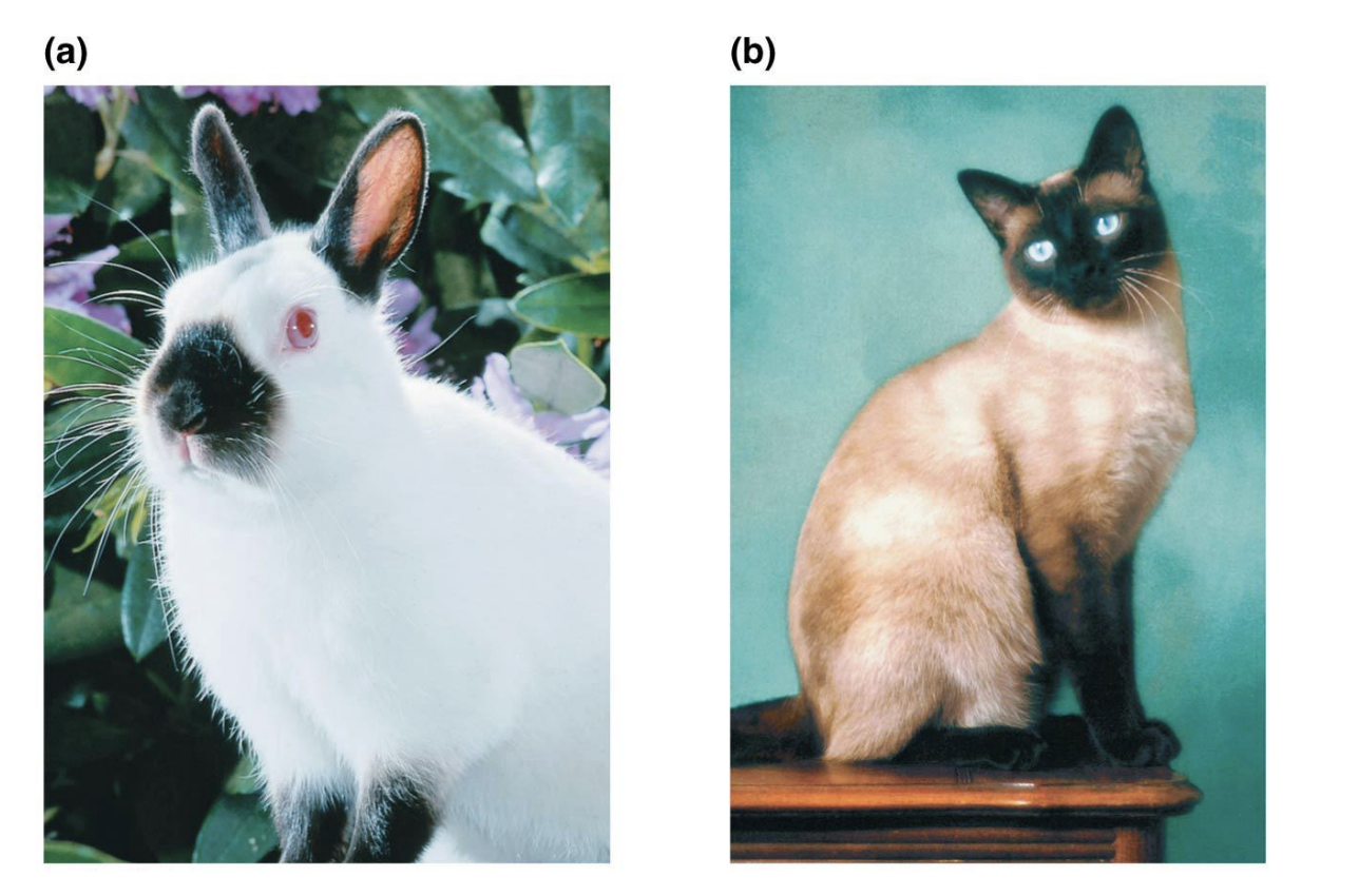 <ul><li><p>Temperature</p></li></ul><p></p>