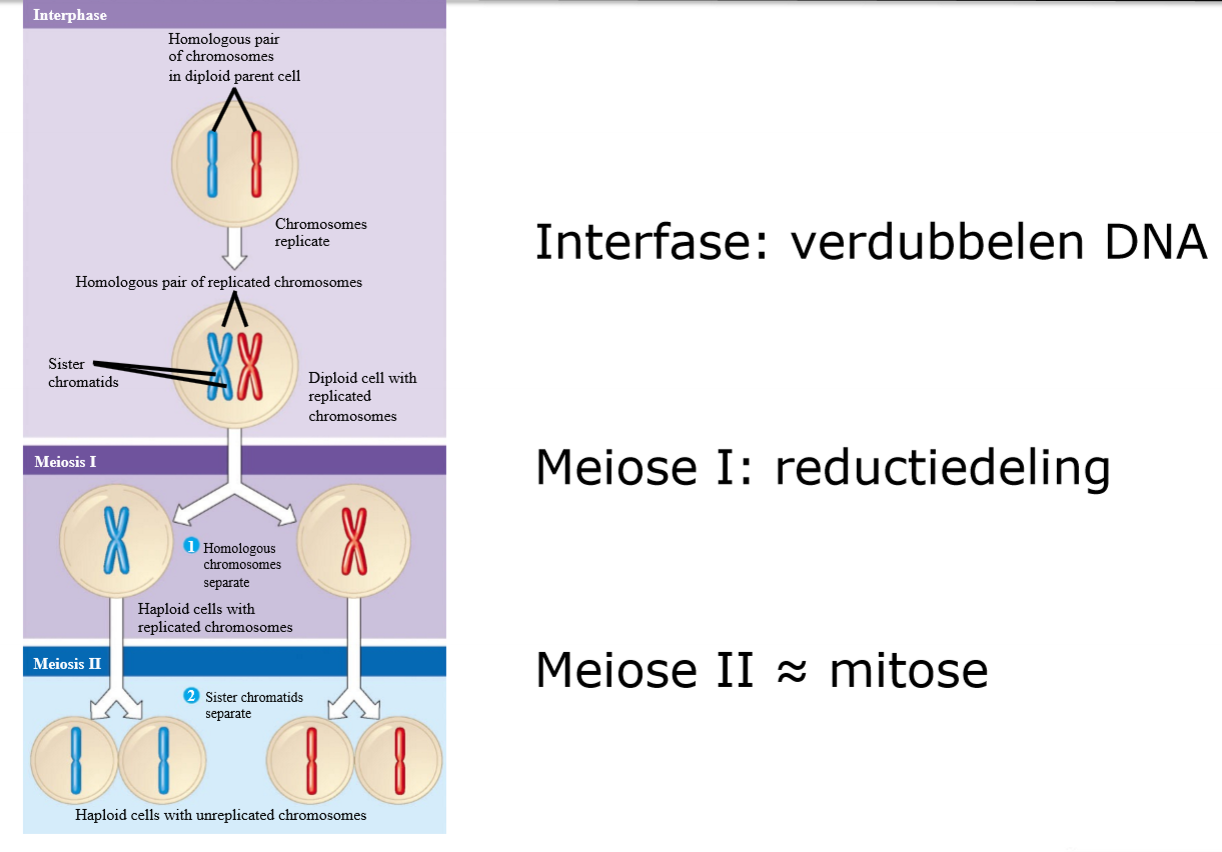 <p>als het gaat om verdubbelen gaat het over het aantal chromosomen en niet over de hoeveelheid DNA !!!</p>