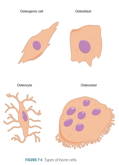 <p>Osteoclasts</p>
