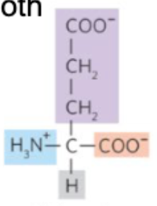 <p>what amino acid is this?</p>