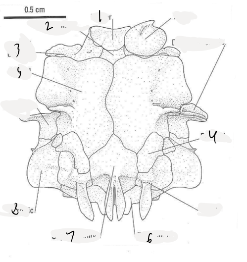 <p>Vomer</p>