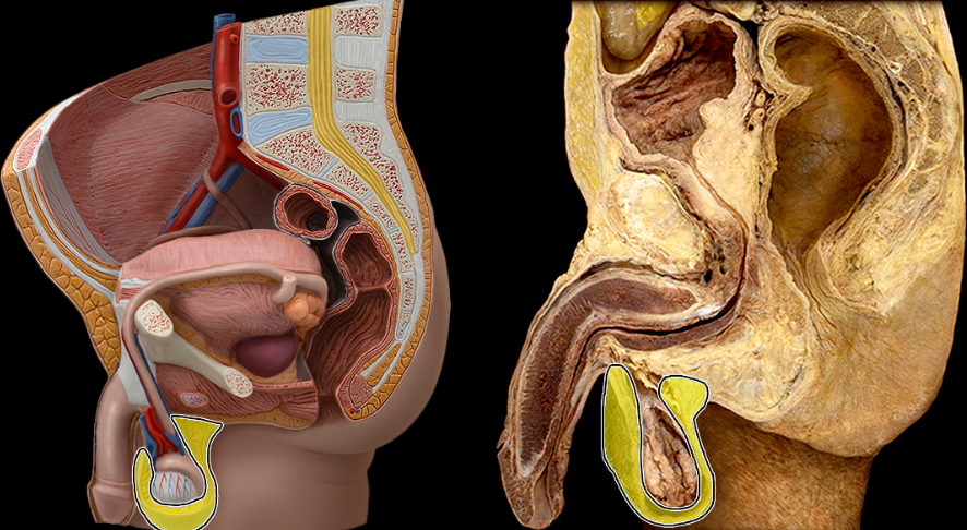 <p>What part of the male pelvis is this</p>
