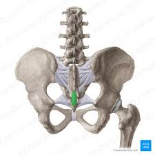 <p>What is the coccygeal ligament?</p>