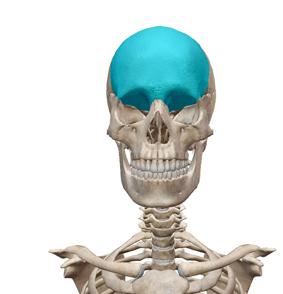 <p>Identify this bone of the cranium or face</p>