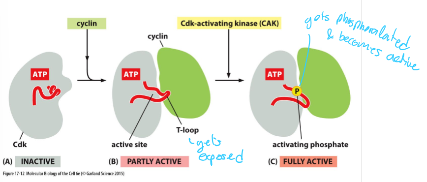 <ul><li><p>Cdk-activating kinase (CAK)</p></li><li><p>Phosphorylates Cdk active site</p></li><li><p>Induces full activity</p></li></ul><p></p>
