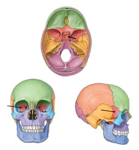 <p>Sphenoid Bone</p>