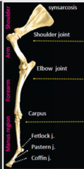<p>scapula, humerus, radius and ulna, manus</p>