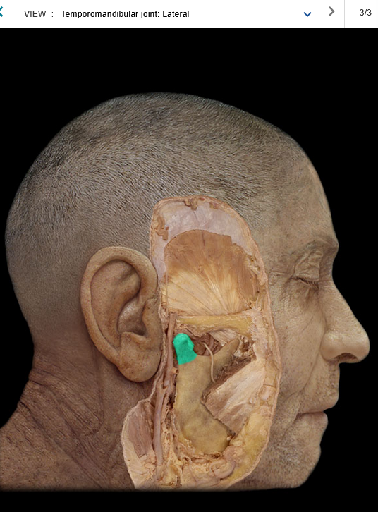 <p>Condylar process of mandible</p>
