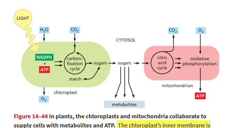 <p>Broken down into sugars and fatty acids</p><ul><li><p>some of the exported sugar will enter glycolysis → become pyruvate</p></li><li><p>some of the fatty acids will enter plant mitochondria and go into CAC to produce ATP</p></li></ul><p></p>