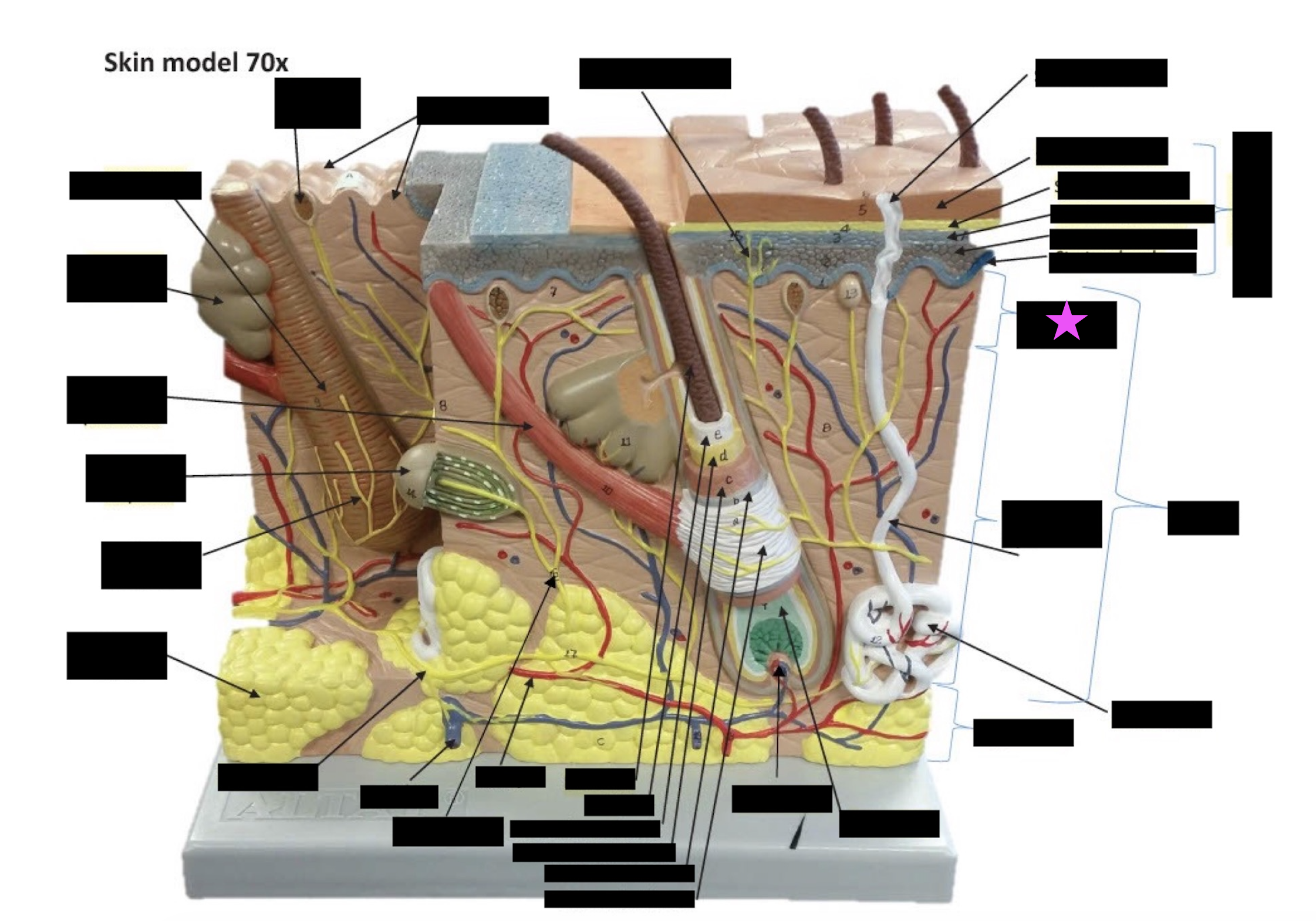 term image