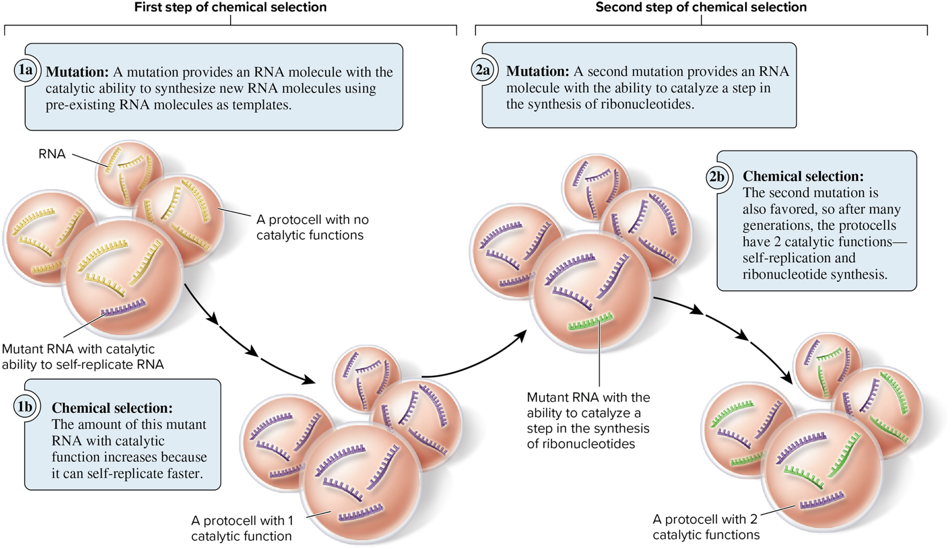 <ol><li><p>RNA have the ability to store information in its nucleotide base sequence </p></li><li><p>due to base pairing, its nucleotide sequence has the capacity for self-replication </p></li><li><p>RNA can preform a varirty of catalytic functions. the results of mayn experiments have shown that some RNA molecules function as <strong>ribozymes- </strong>RNA molecules that catlyze chemical reaction </p></li></ol><p></p>