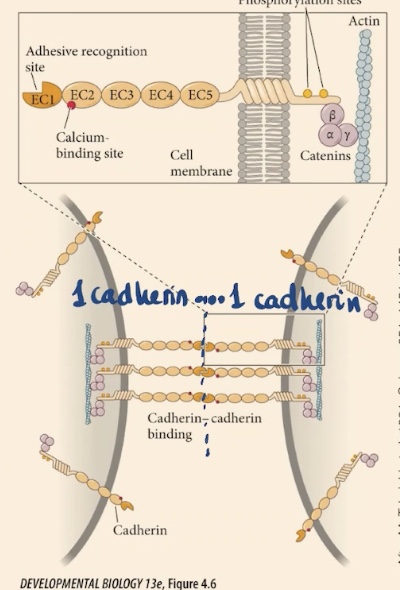 <p>Cadherin’s intracellular domain is going to anchor the membrane to . There are also , on each of these domains that are repetitive domains. At one of the extremes they have this _.</p>