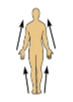 <p>closer to the origin of the body part or the point of attachment of a limb to the body trunk</p>