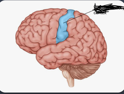 <p>Primary somatosensory cortex (primary sensory cortex) </p>