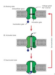 <p>Review</p>