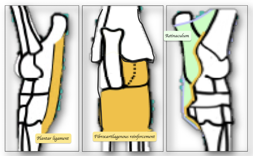 <ol><li><p>Collateral ligaments</p><ul><li><p>Calcaneus - metatarsal bone </p></li></ul></li><li><p>Plantar ligament</p></li><li><p>Fibrocartilagenous of joint capsule</p></li><li><p>Retinaculum (On top of the plantar ligament and fibrocartilagenous)</p><ol><li><p>On top of the palmar ligament and fibrocartilagenous </p></li></ol></li></ol><p></p>
