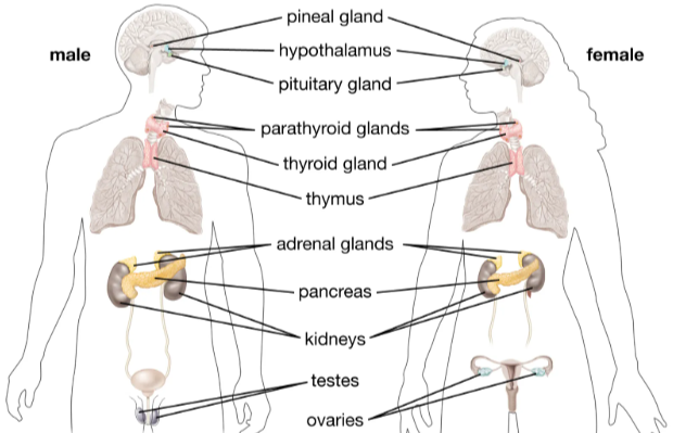 <p>what is this a diagram of ?</p>
