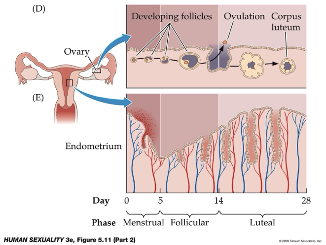 <ul><li><p>Each oocyte is surrounded by a thin layer of granulosa cells, forming a primary follicle</p></li><li><p>Follicles that become <strong><u>gonadotropin-dependent</u></strong> during the follicular phase of the cycle will develop further</p></li><li><p>Of the gonadotropin-dependent follicles, one becomes dominant and grows faster than the others.</p></li><li><p>This follicle is called a preovulatory follicle</p></li></ul><p></p>