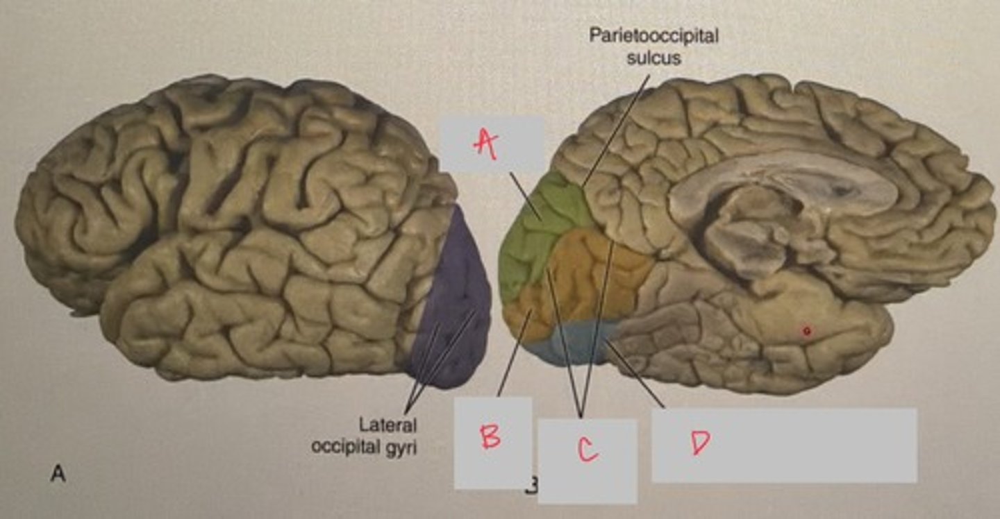 <p>What structure is yellow and labeled B?</p>