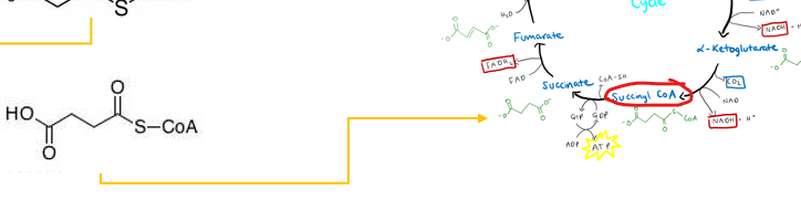 <p>What impact does the ability of succinyl-CoA entering the TCA cycle have inregards to odd chain fatty acids </p>