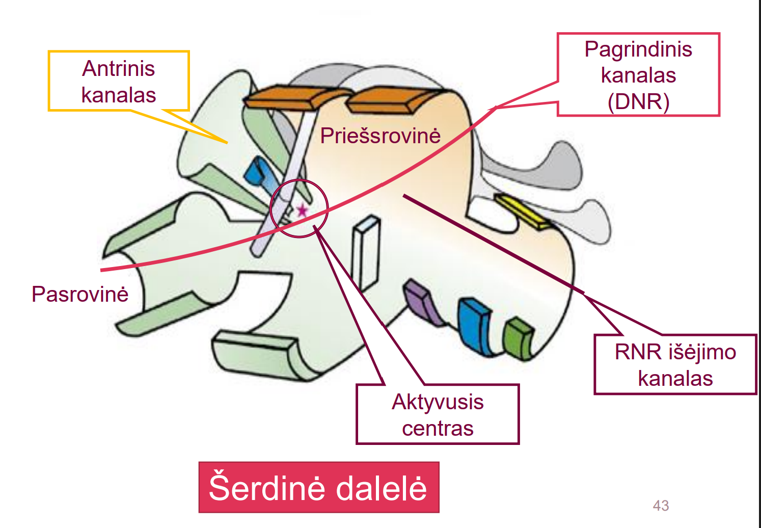 <p>Pagrindiniame kanale išdėstoma DNR </p><p>Susintetinta RNR išeina kitu kanalu </p><p>Sintezė vyksta aktyviajame centre </p><p>Antriniu kanalu patenka NTP</p>