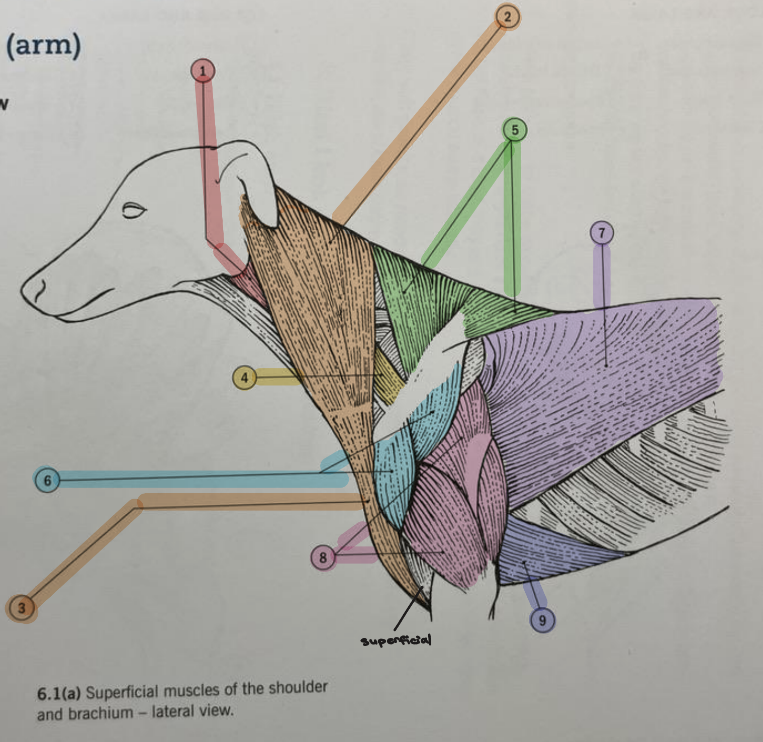 <p><strong>Shoulder and Brachium Anatomy: </strong></p><ul><li><p>Identify 4</p></li></ul><p></p>