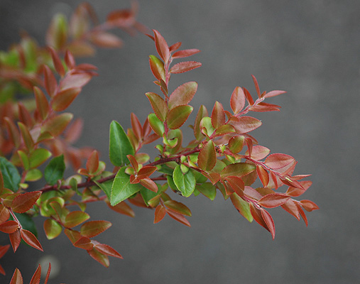 <p>alternate, evergreen, egg-shaped, leathery, dark shiny leaves, pink bell shaped flowers, purplish-black berries</p>