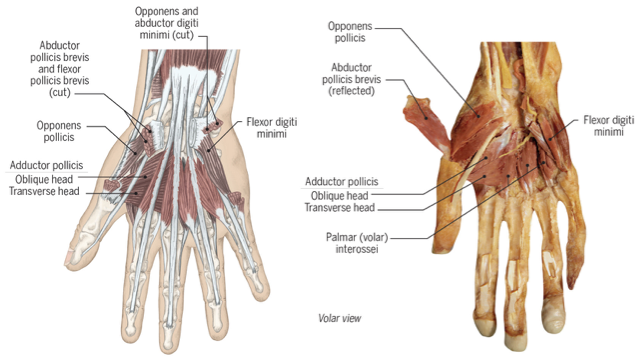 <p>ADducts the thumb to radial side of second digit </p><p>ex: lateral pinch, brushing hair, turning a key, swiping a credit card </p>