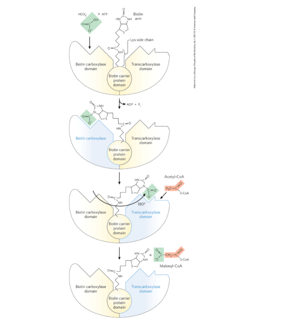 <p>biotin : activates HCO3- -> CO2 (requires ATP)</p>