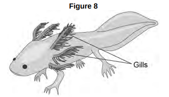 <ul><li><p><strong>Figure 8</strong> shows an axolotl.</p></li></ul><p>Explain why an axolotl may die in water with a low concentration of oxygen. [4 marks]</p>