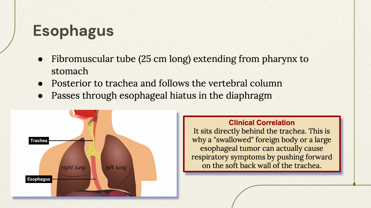 <p>Esophagus   </p>