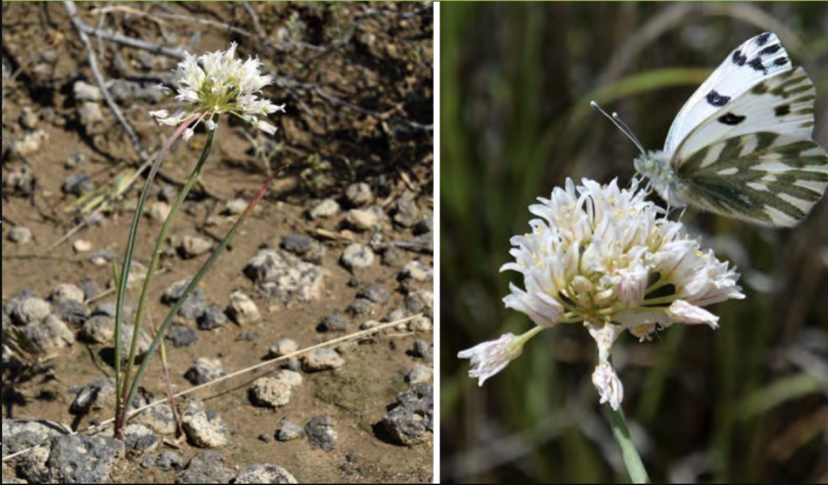 <ul><li><p>Textile onion</p></li><li><p>Lily family</p></li></ul><p></p>