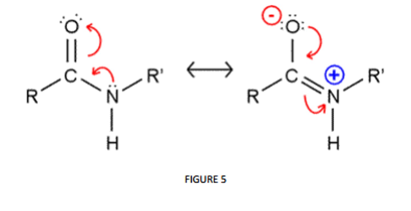 <p>Resonance-- this phenomena allows the amino acid (around that bond) to act as if it was a double bond. </p><p>IMPORTANT NOTE: There is still free rotation along the alpha carbon with the R group. </p>
