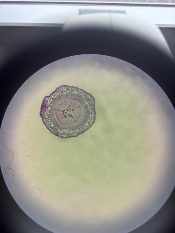 <ul><li><p><span><strong>Diploid (2n)</strong></span></p></li><li><p><span><strong>Sporophyte</strong></span></p></li><li><p>Shows <strong>vascular tissue</strong></p><ul><li><p>Xylem + phloem stain purple/blue/pink</p></li></ul></li><li><p>Key ID: clear vascular bundles</p></li></ul><p></p>