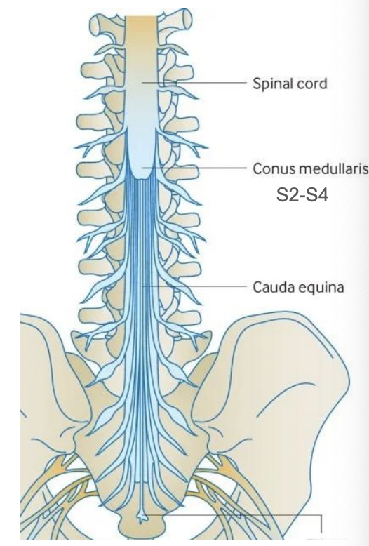<ul><li><p>LMN bladder (flaccid bladder) due to complete lesion of: </p><ul><li><p>Cauda Equina </p></li><li><p>spinal cord levels S2-S4 (located in the conus medullaris) </p></li></ul></li><li><p>UMN Bladder (spastic bladder) due to complete lesion of: </p><ul><li><p>spinal cord above S2 (above the conus medullaris) </p></li></ul></li></ul><p></p>