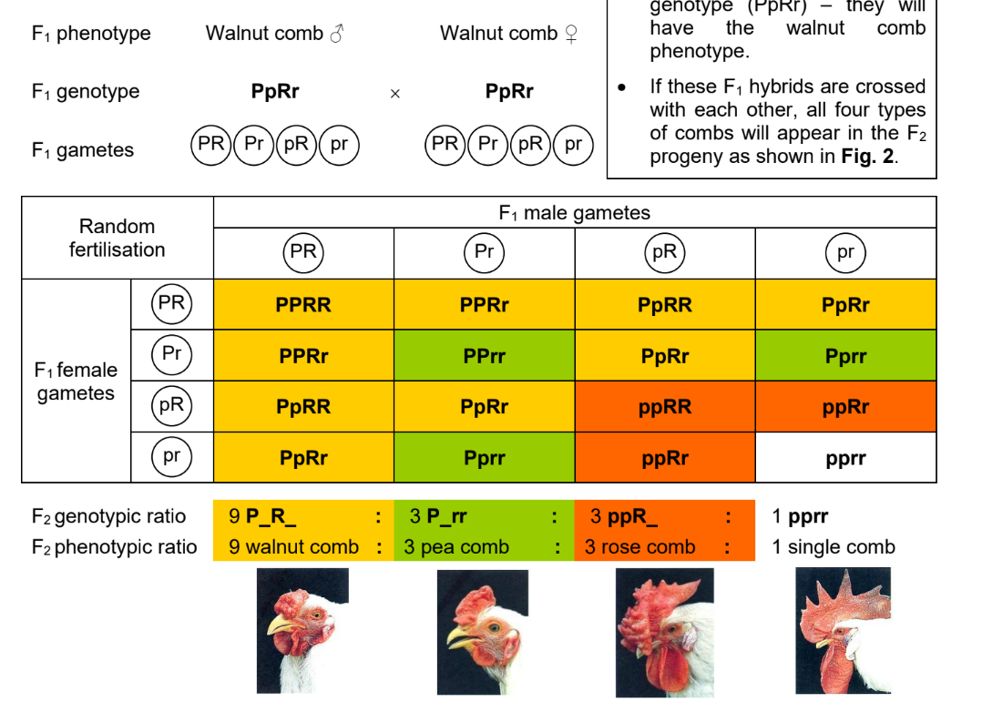 <p>Non-epsitatic gene interaction</p>