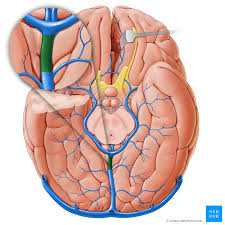 <ul><li><p>Vene</p></li><li><p>Afvoer diep veneus hersenbloed</p></li></ul><p></p>