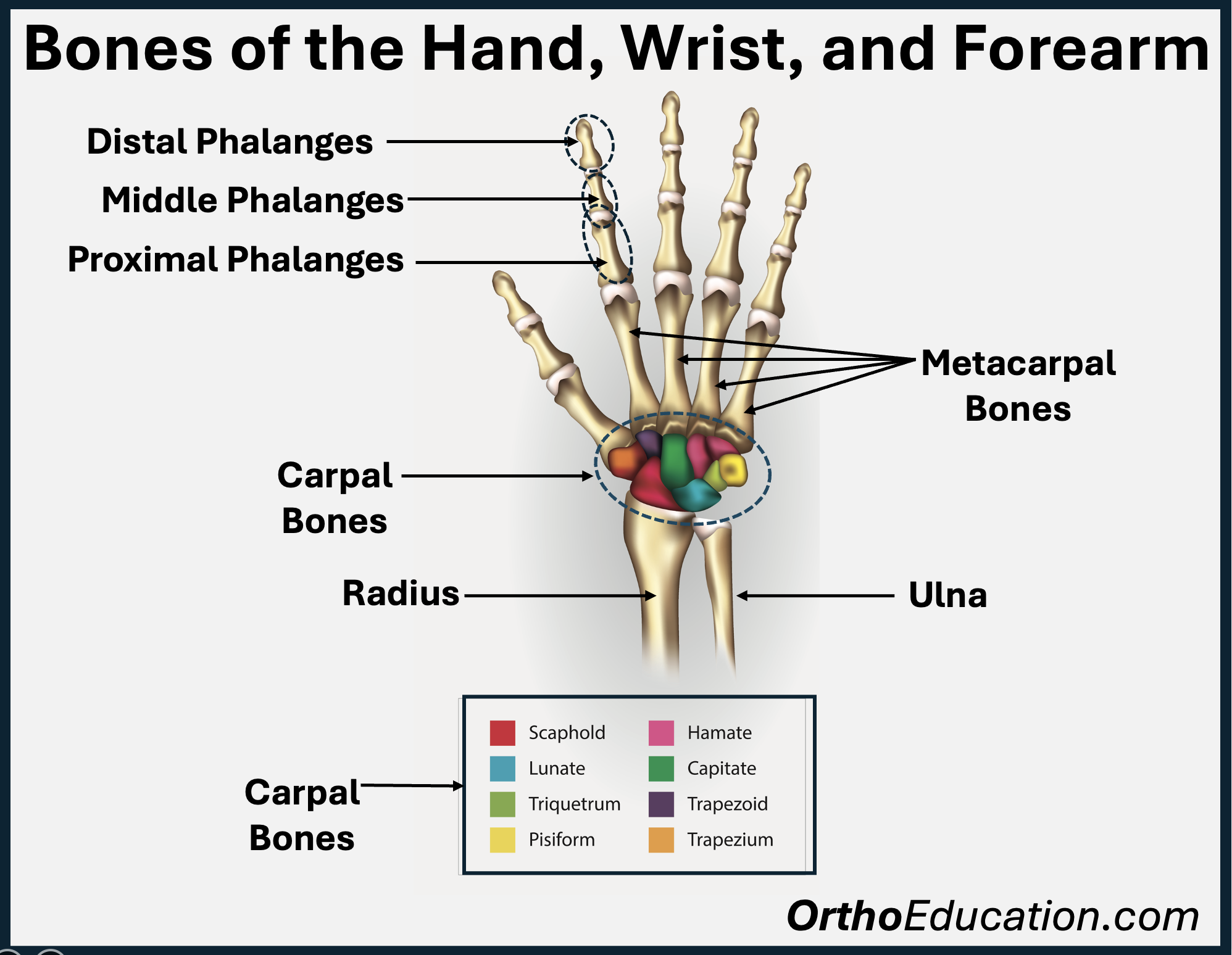 <p><span>The anatomical name for wrist region is:</span></p>