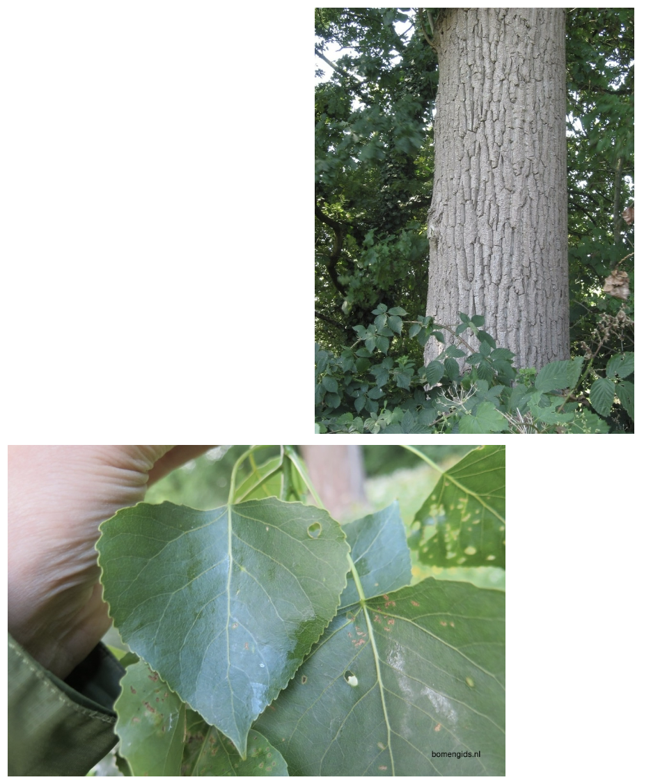<p>(Invasive, aangeplant in plantages op natte bodem)</p>