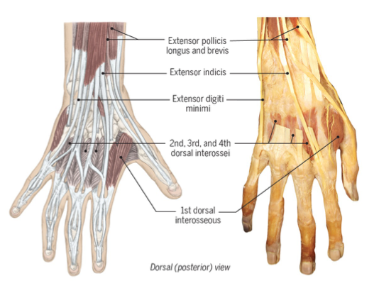 <p>abducts digits</p><p>ex: cutting w scissors, typing </p><p>remember: <span><strong>PAD:</strong> Palmar AD-duct <strong>DAB:</strong> Dorsal AB-duct</span></p>
