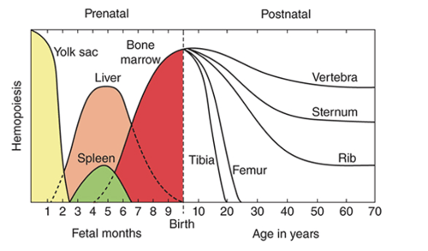 <p>Where does hemopoiesis occur from the third trimester onward (bone marrow phase)?</p>