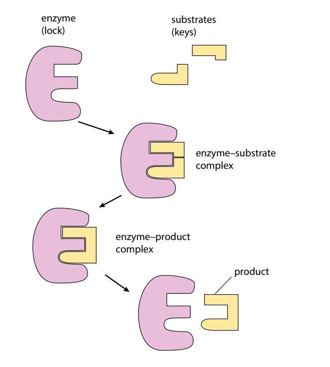 <p>A biological catalyst that speeds up reactions.</p><p></p>