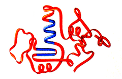 <p>A protein's _________ determines its function.</p>