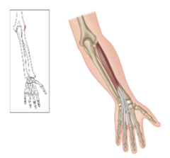 <p>What is the insertion for the extensor digitorum?</p>