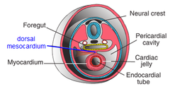 <p>formed by splanchic lateral mesoderm (located beneath the foregut). suspends the primary heart tube in the pericardial cavity. eventually ruptures over nearly entire length of the heart tube (causing the heart to be suspended in pericardial cavity by developing atrial and venous poles) and the ruptured dorsal mesocardium becomes the transverse pericardial sinus within the pericardial sac of the definitive heart</p>