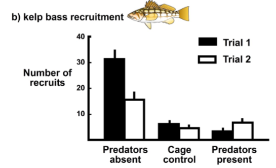 <p>recruitment highest when predators absent</p>